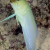 jawfish_yellowhead_dw_wc_v_0539_tci0897.jpg